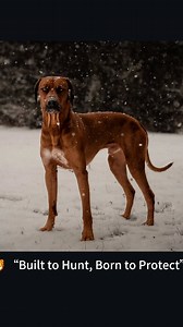 🚀 Meet the Rhodesian Ridgeback – The Lion Hunter 🦁 turned loyal protector! 💪🔥 Speed, strength, and intelligence all in one! Would you own this legendary breed? 🐕⚡ Drop a 🦁 if you love them! 👇 🦁 “Built to Hunt, Born to Protect” 💨 “One of the Fastest Dogs on Earth” 🔥 “The Ultimate Athlete” 🐕 “More Than a Dog—A Legend” #RhodesianRidgeback #DogLovers #LionHunter #Fearless #FastAndFierce #BestDogEver #DogsOfInstagram #DogTraining #AthleticDogs #AIReels #ViralReels | Volodymyr Pylypyak