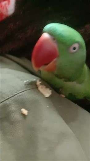 a female talking parrot 🦜 Pahadi Tota