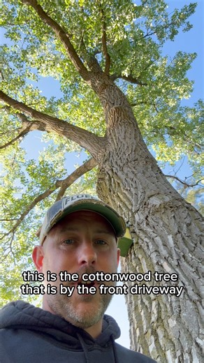What’s cool about a cottonwood tree? #fluffyfeatherfarm #trees #cottonwood #seedpods #cooltree #treesnowing #treetour #cotton #snowing #treesnow #snowingcotton | Fluffy Feather Farm