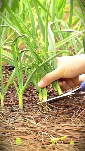 simple technique for harvesting chives neatly using scissors #shorts