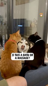 The cleanest dog ever 🧼 | Fluffy Animals