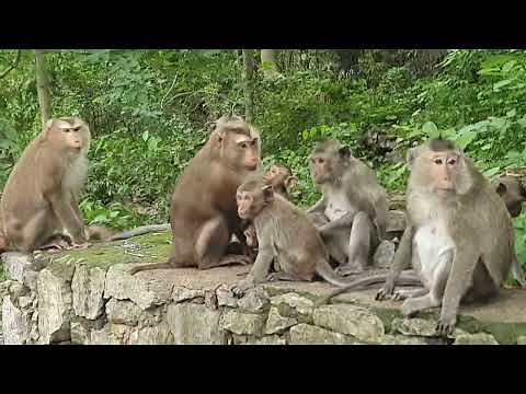 Nature Monkey KH – Real Jungle Life of Wild Monkeys in Cambodia #monkey #mountains #forest #wildlife