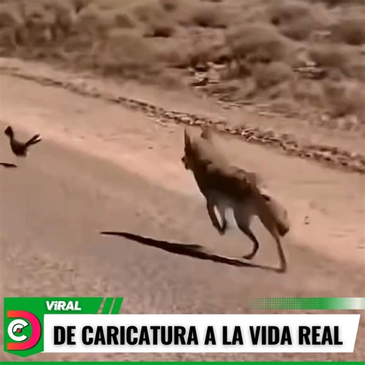 Un video viral está sorprendiendo a miles de usuarios: un coyote real persigue a un correcaminos en plena naturaleza, recreando la clásica escena de los dibujos animados. Las imágenes, captadas en una zona árida de Norteamérica, muestran cómo el depredador intenta alcanzar al ave, mientras esta escapa con una velocidad impresionante. El clip ha generado furor en redes por su parecido con la caricatura de El Coyote y el Correcaminos y reaviva la fascinación por cómo la naturaleza puede imitar la 