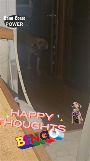 @Paul Russell725 @Super Six Descendants @Lonestar Corso Kennel @948_CaneCorso @BenWhite364 & 11 Mastiffs @U’lanni cane corsos @GladiatorCaneCorso