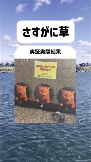 実験失敗じゃんWWW #shorts #笑える #すごい #面白い #猫