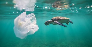7-Day Fight Plastic Pollution Challenge  - Oceanic Society