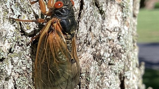 Are cicadas locusts? What's the difference and will they be in Ohio in 2024? What to know