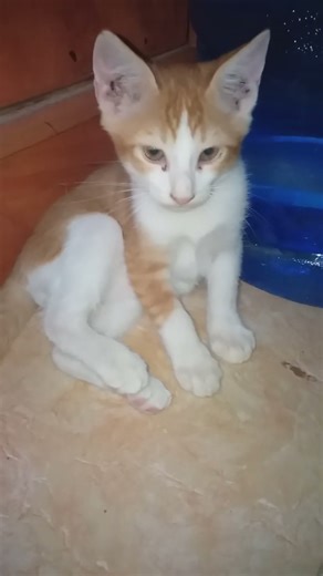 #cat #funny #soundeffects #fun #love #10sounds #cats