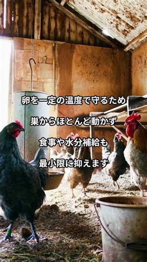 Chickens barely eat or drink while incubating eggs #Chicken rearing #Egg incubation #Animal insti...