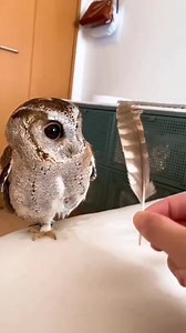 Funny owl 🤣🤣🤣 | Awesome Owls