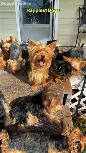 Happiest Dogs #dogs #happydogs #animals #shorts