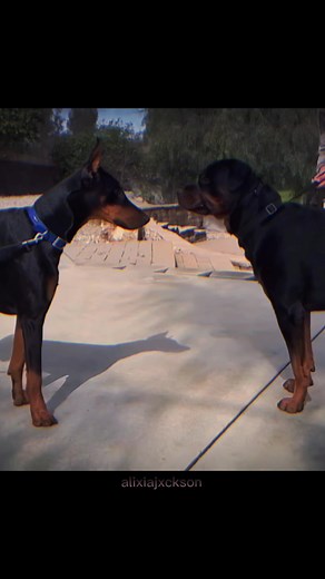 Doberman Rottweiler Mix: Characteristics, Comparison, and More