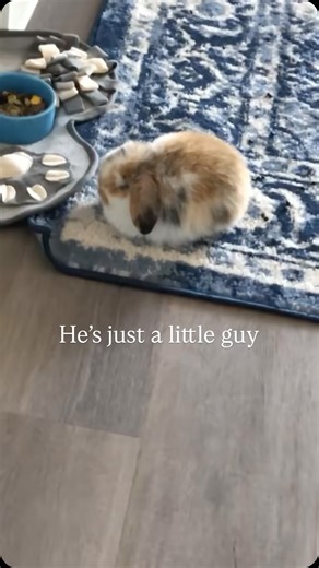 Vladimir and Igor on Instagram: "He was just a little tiny fluff ball🥹🥹 #hollandlop #hollandlopbunny #bunniesofinstagram #bunny🐰 #babyanimals #bunny #explorepage #perfection #perfectbody #christmasseason #winterwonderland❄️ #preciousmoments #memoriestokeep #throwback #babylove"