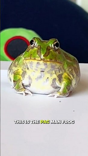 This Adorable Frog Eats ANYTHING That Moves!