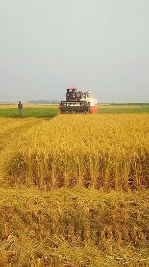 Combine Harvester in Action: Rice Harvesting Process
