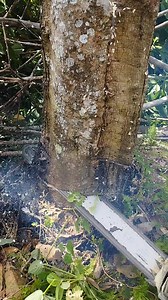 10K views · 369 reactions | Rubber trees. #cuttingtree #woodworking | Chainsaws Inch | Facebook