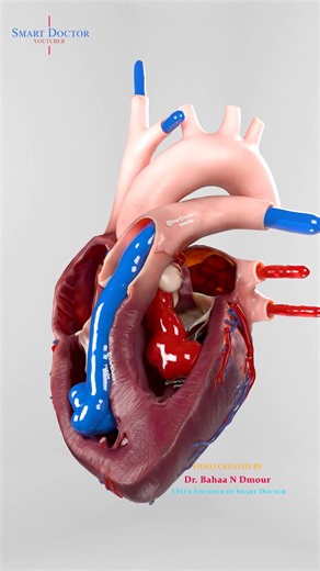 How Blood Moves Through Your Heart | 3D View 💓 - - This 3D animation shows the blood circulation inside the human heart — the part you never get to see in real life. You can follow the blood as it moves through the right side to the lungs and then returns to the left side before being pumped out through the aorta to the rest of the body. In this model, blue blood is used to represent deoxygenated blood (low in oxygen), and red blood represents oxygenated blood (rich in oxygen). In reality, this