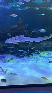 4.2K views · 30 reactions | Come see our female zebra shark take a spin around her pristine exhibit. These sharks are called zebra sharks because they have thick black and white stripes as juveniles. As they age, the stripes break up into spots. | Aquarium at the Boardwalk | Facebook
