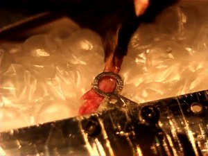 In Vivo Two-Photon Microscopy of Single Nerve Endings in Skin