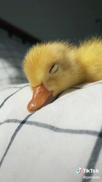 Sleepy Yellow Duck and Cute Baby Ducks | Duck Life Video