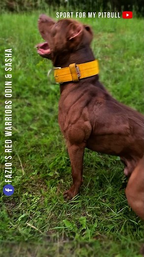 Entrenamiento efectivo para perros Pitbull