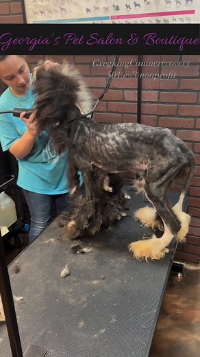 187 reactions · 34 shares | #dogrescue #sheepadoodle...