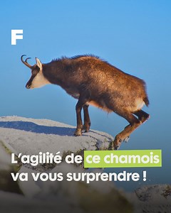 Avez-vous déjà eu le privilège de voir un chamois dévaler la pente escarpée d'une montagne ? C'est une scène d'une incroyable rapidité ! 🦌⚡️ Les captivantes images prises près de Chamonix par Perrot-Couttet Zian mettent en lumière l’agilité et la vitesse de cet animal. Bien que l'on puisse avoir l'impression qu'il vole presque, il est important de noter que les chamois se déplacent en réalisant des bonds. Les individus les plus audacieux parviennent à atteindre des vitesses pouvant atteindre 50