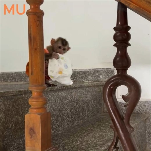 BB Monkey Is In Hurry After Leak-ed | Edgie Nick Connors