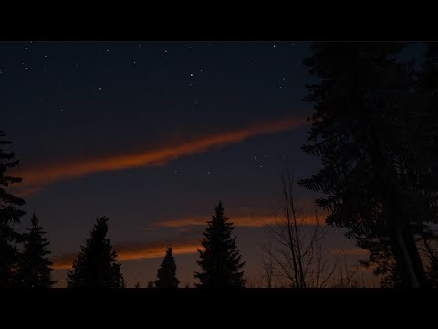 Twilight Forest Vibes with Chirping Crickets | ASMR Ambience for Sleep, Study, Relax & Tranquility
