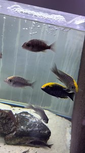 Wild Aulonocara maylandi⚫️🟡 We ship around Europe. Send us a message to get our updated stock list🇪🇺📦 | Rosendal Malawi Center