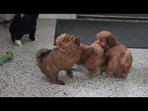 Havapoo Puppies For Sale