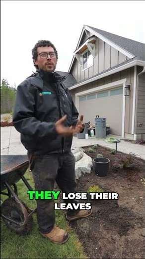 Spirea Shrub: Golden Foliage & Easy Landscape Planting #shorts