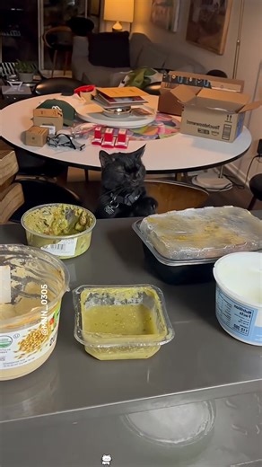 Hilarious Cat Moments That Will Make You Smile