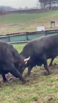 Hilmo.Remzo - Bake vs Plamen JR- Edin Dubica