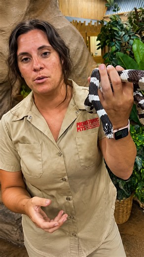 Desert king snake hunts and eats Mojave green sidewinders