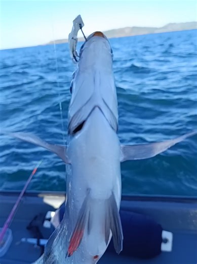 🎣 ¡ORGANIZAMOS TUS SALIDAS DE PESCA! 🐟⚓ En este vídeo seguimos sumando y esta vez un sargo bonito a bordo, otro clásico de nuestras rías que siempre da gusto ver subir. Buena pelea, buen tamaño y otro momento más para la jornada. 🌊🎣 Pesca, observación y respeto por el mar en cada jornada. ⚓🎣 🚤 En Os Catro Ventos organizamos salidas de pesca en la Ría de Vigo: 👉 Tip Run, Eging, slow jigging, pesca de fondo y mucho más. Aprende, disfruta y vive la pesca con nosotros. 🌊 📲 Reservas por What