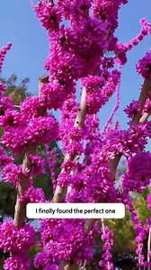 Eastern Redbud Tree | Green Crafted