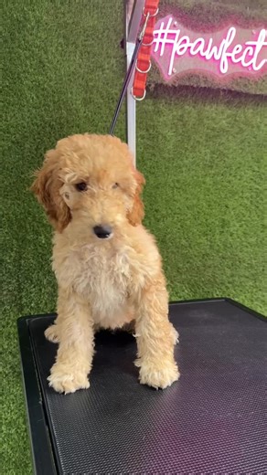 𝑀𝒶𝑔𝑔𝒾𝑒 👻🎃💀 𝕄𝕒𝕘𝕘𝕚𝕖 𝕔𝕒𝕞𝕖 𝕚𝕟 𝕗𝕠𝕣 𝕙𝕖𝕣 𝕗𝕚𝕣𝕤𝕥 𝕡𝕦𝕡𝕡𝕪 𝕘𝕣𝕠𝕠𝕞 𝕥𝕠𝕕𝕒𝕪 𝕤𝕙𝕖 𝕨𝕒𝕤 𝕤𝕦𝕡𝕖𝕣 𝕔𝕦𝕥𝕖 𝕒𝕟𝕕 𝕤𝕦𝕡𝕖𝕣 𝕓𝕣𝕒𝕧𝕖 ⭐️ | My Pawfect Pooch