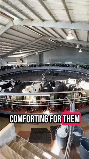 Why Carousel Milking Parlors Work So Well for Cows 🐄