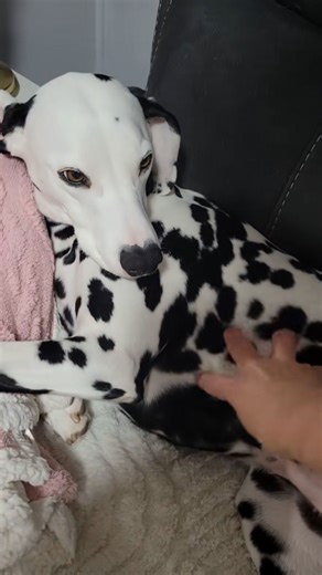 Why Sela might be the perfect dog: heartwarming insights