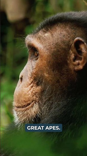 The Power of the Prefrontal Cortex