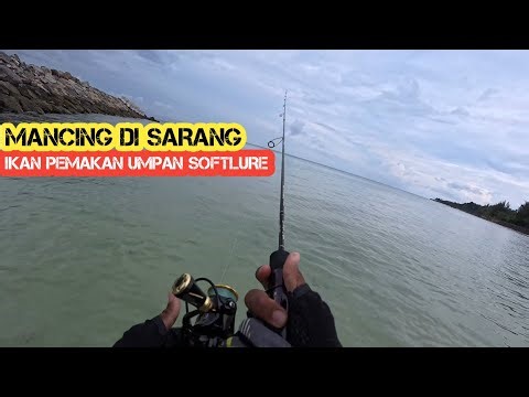 Fishing for begal fish using soft lures on the beach ‼️UL casting