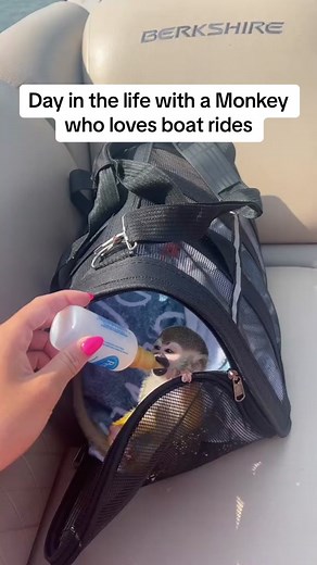 A Day with Baby Oliver: Monkey's Boat Adventure