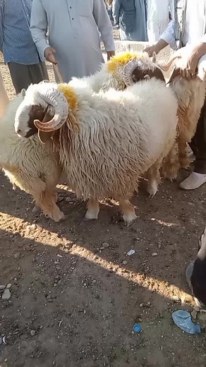 Sheep Handling Techniques in Traditional Settings