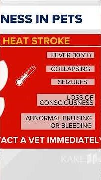 Signs of heat exhaustion and heat stroke in pets