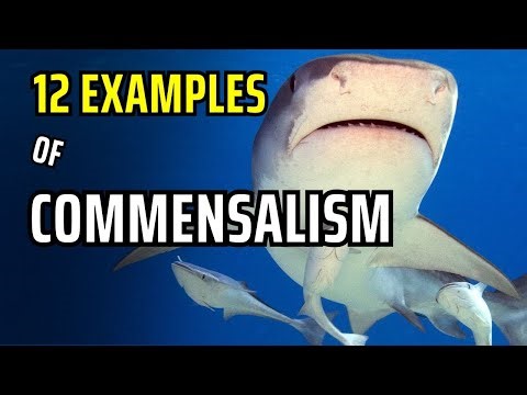 12 REAL Examples of Commensalism in the Wild