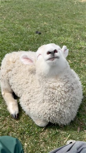 🐑 Sheep Kore on Instagram: "#sheepsheep #sheep #sheepfarming #sheepofinstagram #sheeplove #sheeplover #sheeplife #sheepoftheday #sheepstagram #sheepart"