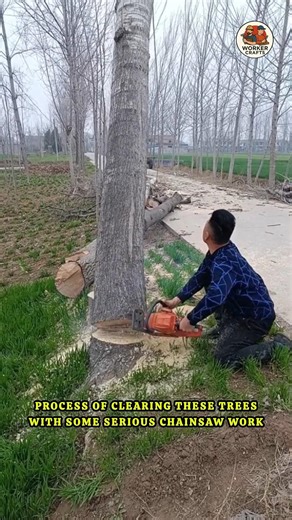 Powerful Chainsaw Skills Taking Down a Massive Tree | Tree Felling The Art of the Perfect Cut #tree