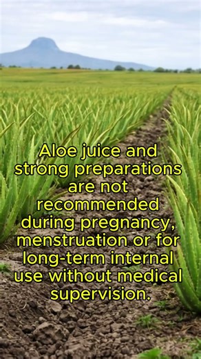 Aloe Uses and Safety. #traditionalmedicine #aloe