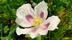 View over white poppy field. Some waterless places. Blossom of poppies and green poppy heads moving in gentle wind, green plants and blue sky in background. Beautiful freshness.